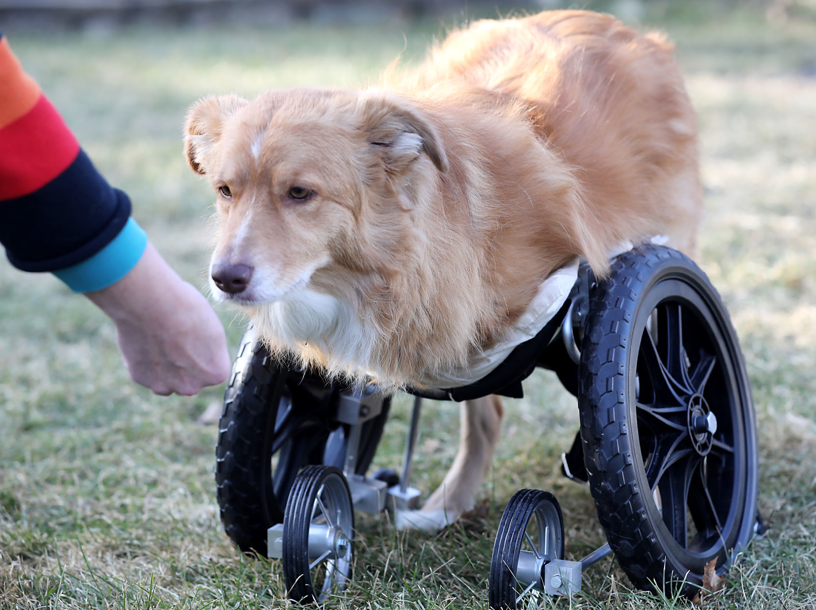 Adaptive Dog Cart